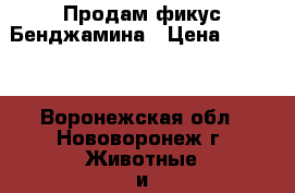 Продам фикус Бенджамина › Цена ­ 2 000 - Воронежская обл., Нововоронеж г. Животные и растения » Пропажи и находки   . Воронежская обл.